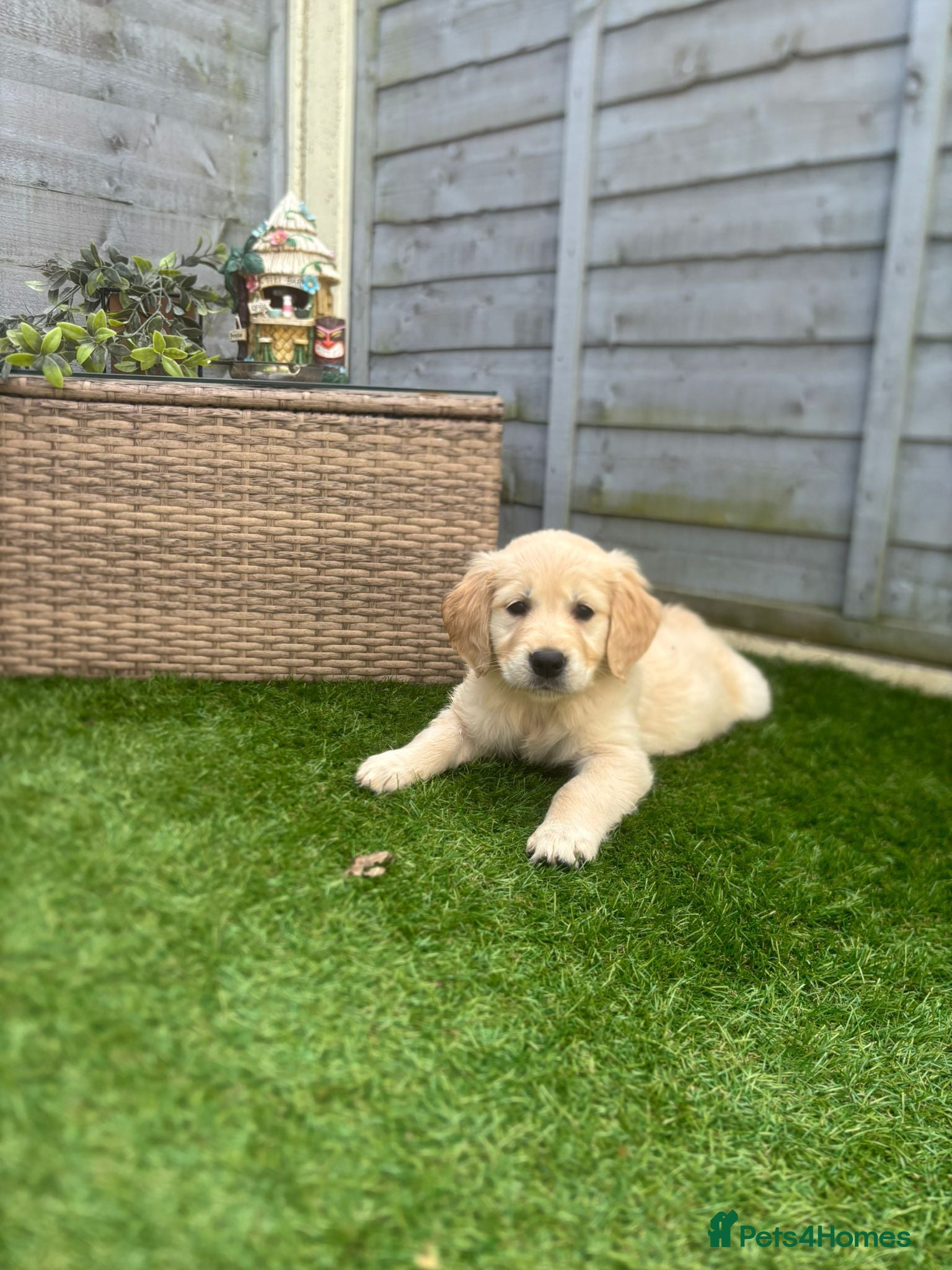 Golden Retriever dogs 💛🤍 5 Star ⭐️🐶 Golden Retriever Pups 🐶 🌟🤍💛 - Advert 5