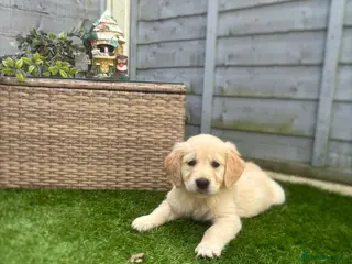 Golden Retriever dogs 💛🤍 5 Star ⭐️🐶 Golden Retriever Pups 🐶 🌟🤍💛 - Advert 5