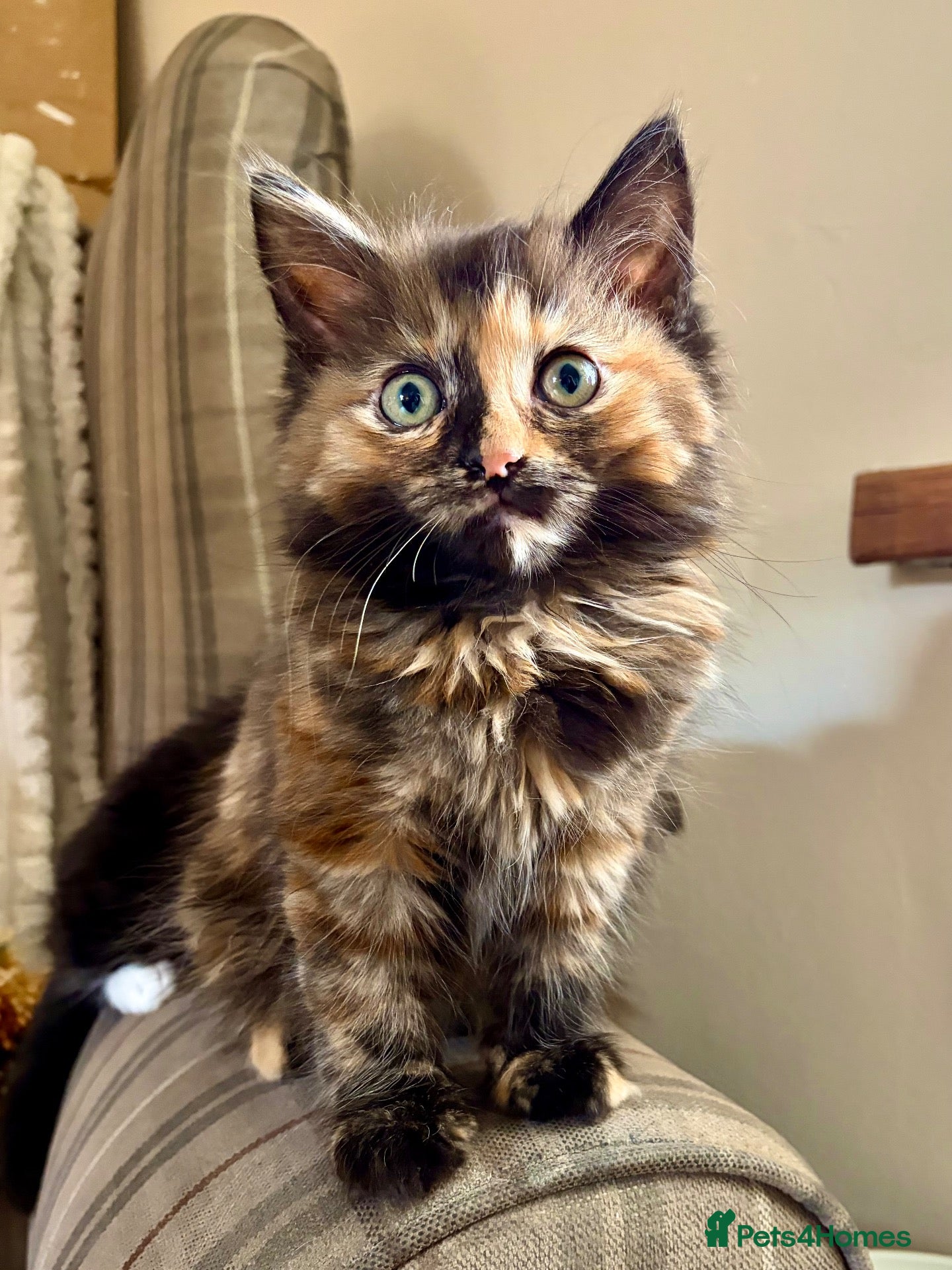 Turkish Angora cats 2 gorgeous Tortie Girls - Advert 1
