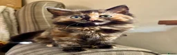 Turkish Angora cats for sale: 2 gorgeous Tortie Girls - Advert 1