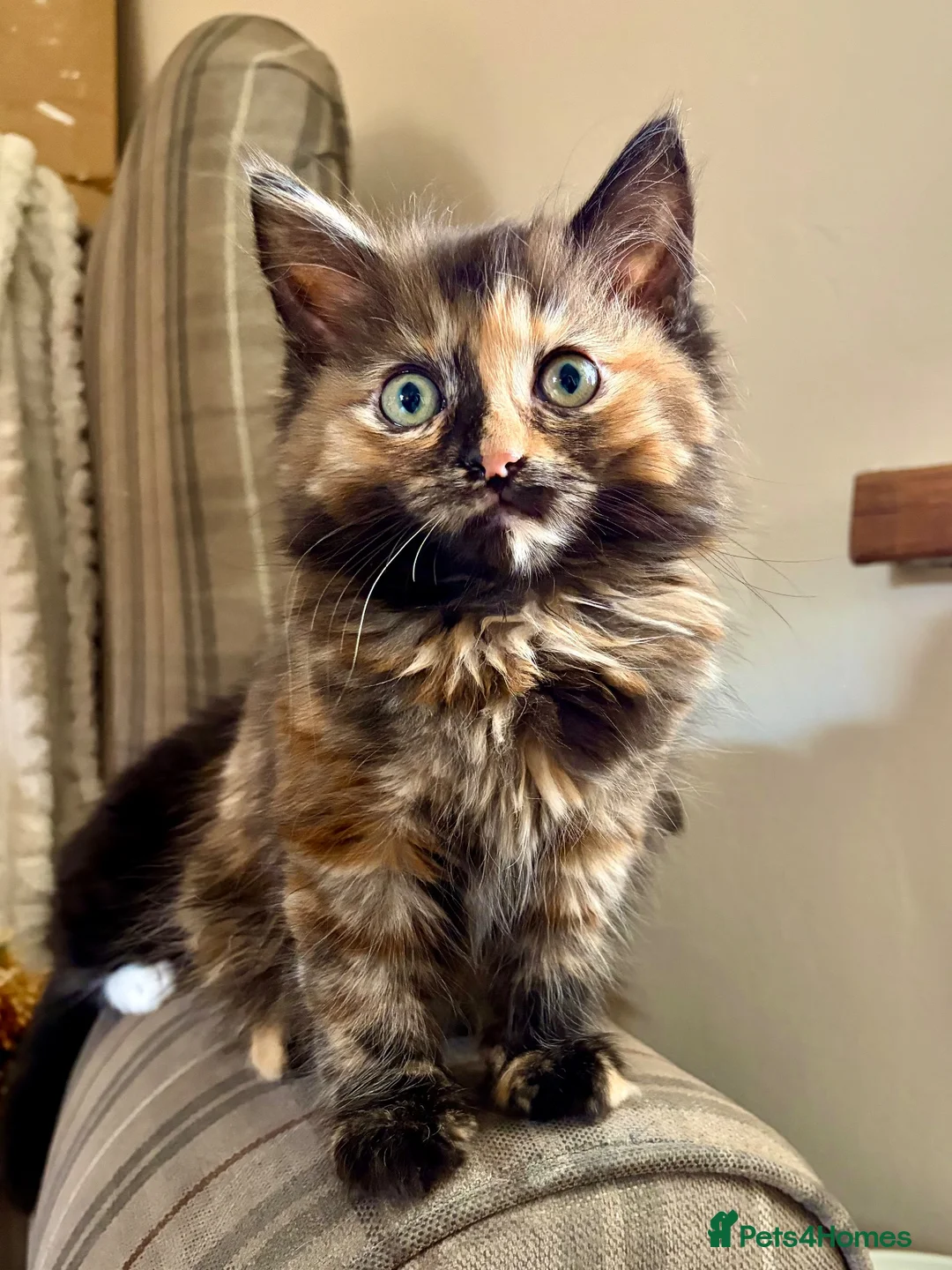 Turkish Angora cats for sale: 2 gorgeous Tortie Girls - Advert 1