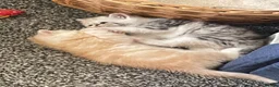 Exotic cats for sale: Gorgeous GCCF reg. kittens from Champions parents  - Advert 16