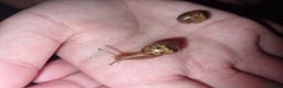 Snails invertebrates for sale: Giant African Land Snail Babies For Sale - Advert 2