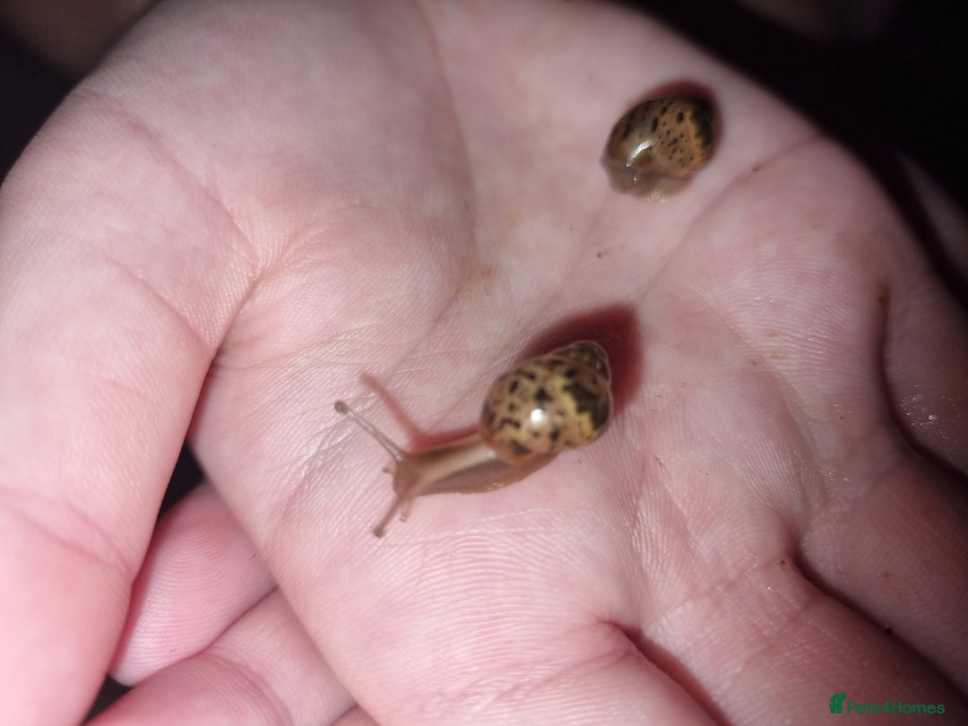 Snails invertebrates for sale: Giant African Land Snail Babies For Sale - Advert 2