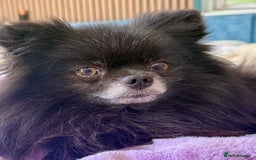 Pomeranian dogs for adoption: Nike – Torn From the Edge of Death - Image 7