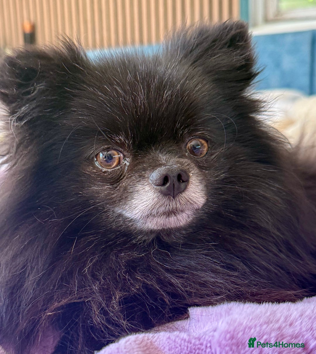 Pomeranian dogs for adoption: Nike – Torn From the Edge of Death - Image 7
