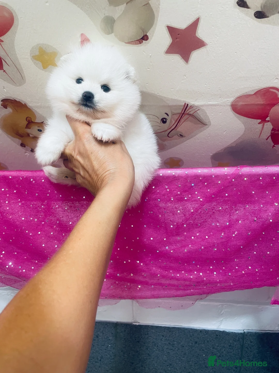 Pomeranian dogs for sale: Gorgeous White Kc babies 🌟🌟🌟🌟🌟 - Advert 13