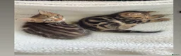 Bengal cats for sale: Bengal Kittens available for Loving Home🩷💙 - Advert 2