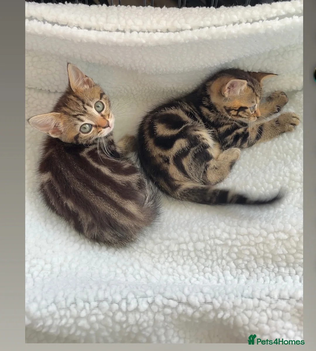 Bengal cats for sale: Bengal Kittens available for Loving Home🩷💙 - Advert 2