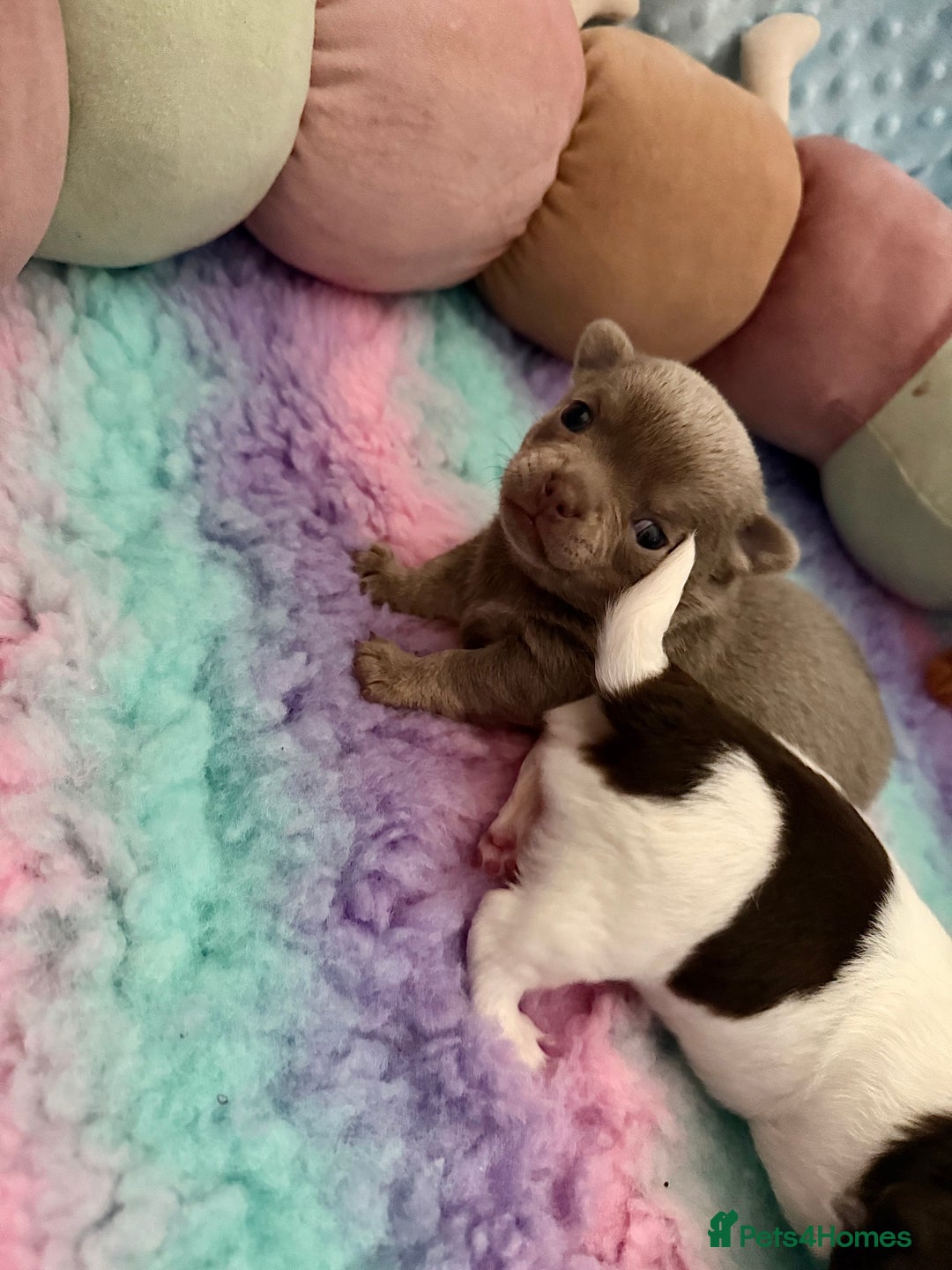 Chihuahua dogs for sale: KC reg Handsome lilac & tan boy 🍎 🐶  - Image 16