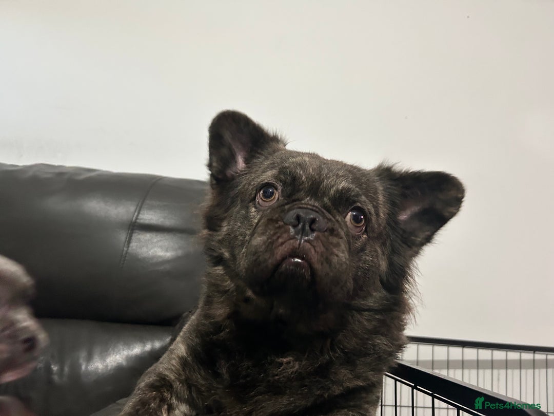 French Bulldog dogs for sale: French Bulldog pups - Advert 9