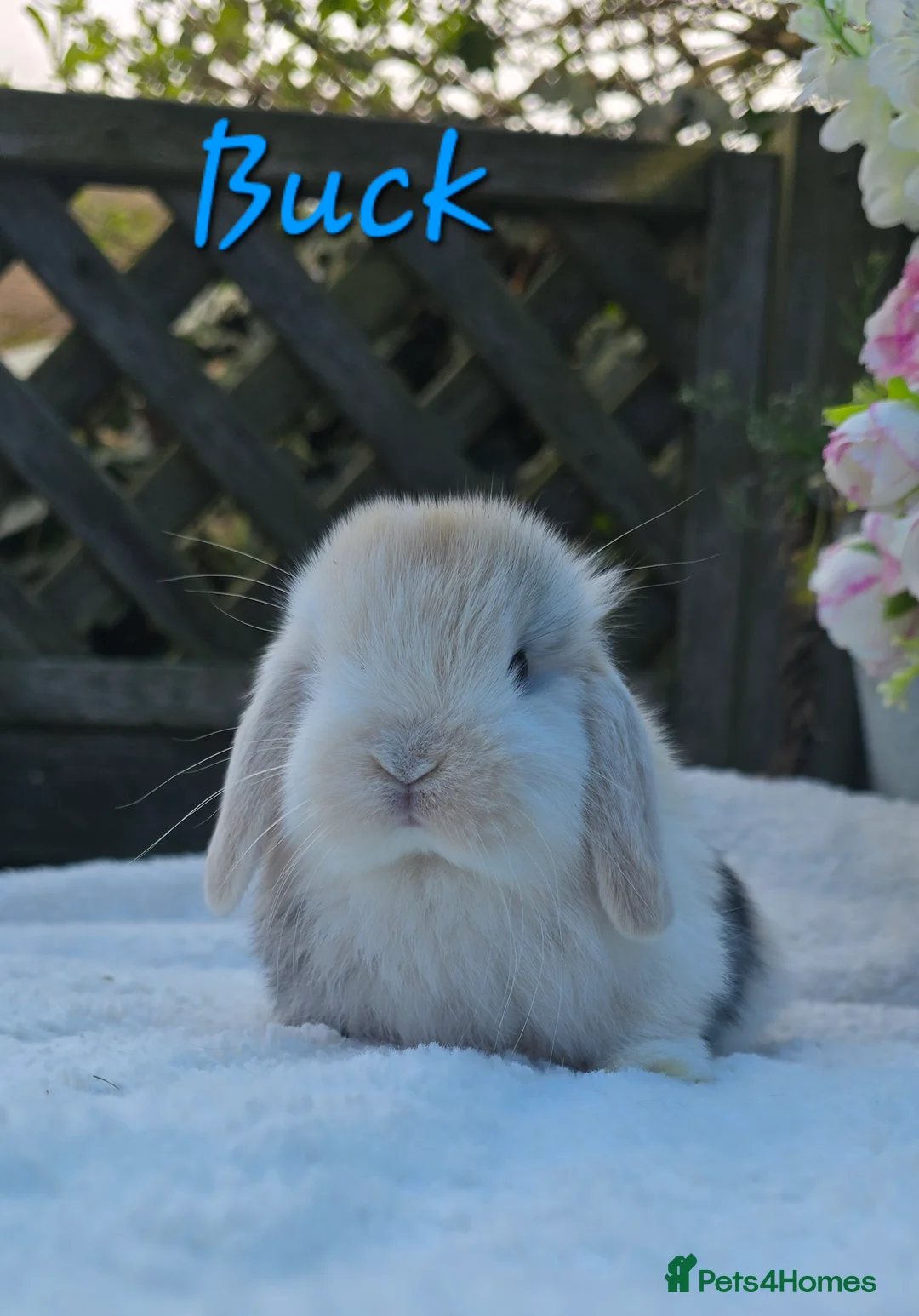 Mini Lop rabbits for sale: Beautiful quality mini lops - Advert 8