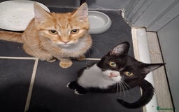 Mixed Breed cats for sale: Bonded pair of kittens  - Image 1