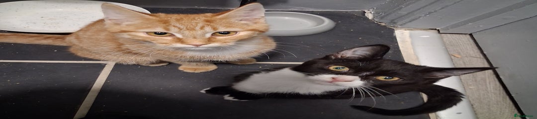 Mixed Breed Kitten 2