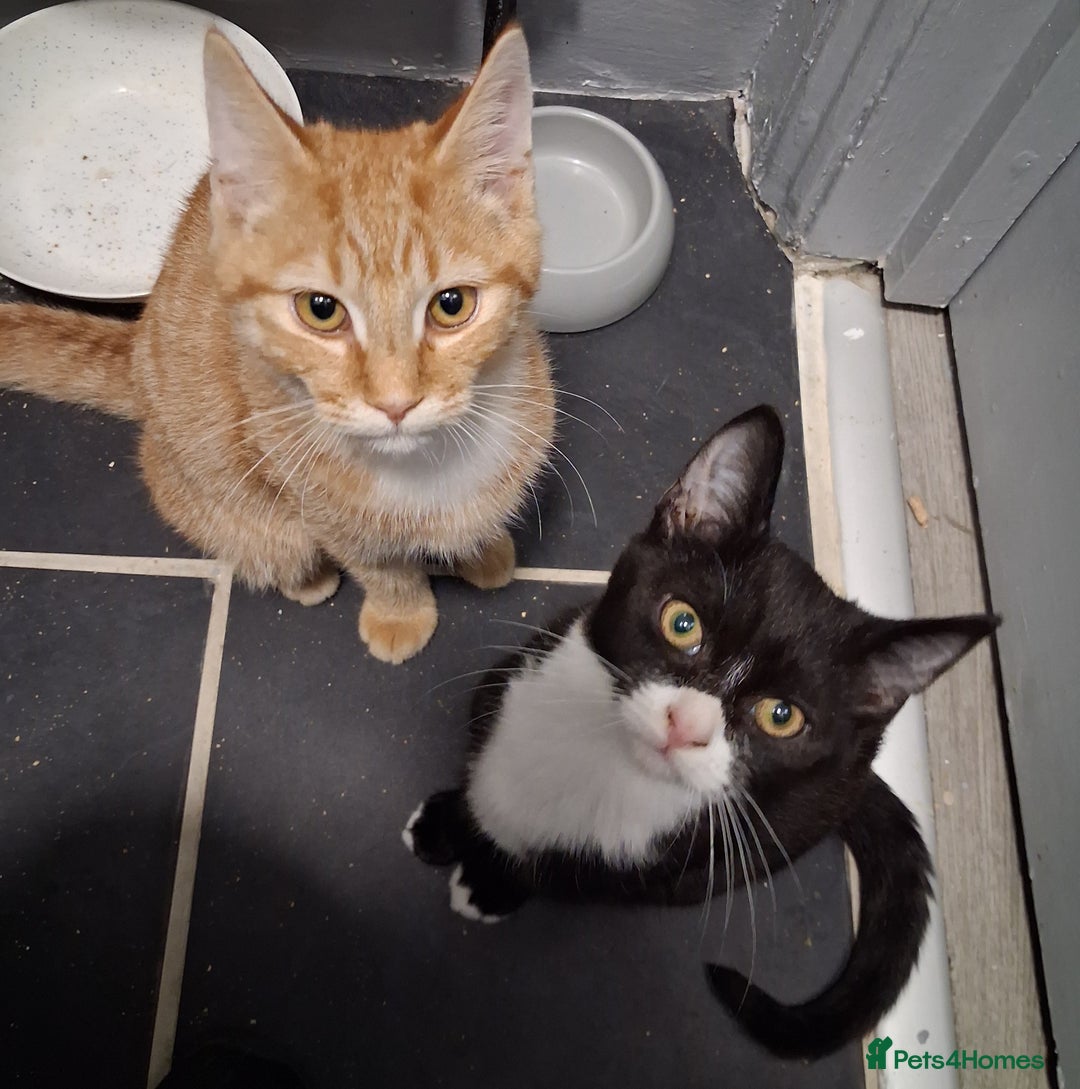 Mixed Breed cats for sale: Bonded pair of kittens  - Image 1