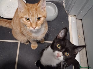 Mixed Breed cats Bonded pair of kittens - Advert 15