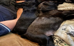 Cocker Spaniel dogs for sale: cockerspaniels  - Image 14