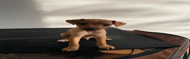 Mixed Breed 2