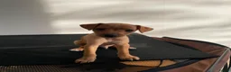 Mixed Breed dogs for sale: Italian greyhound x patterdale - Advert 16