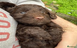 Cockapoo dogs for sale: Stunning toy size F1 cockapoo puppies - Image 11