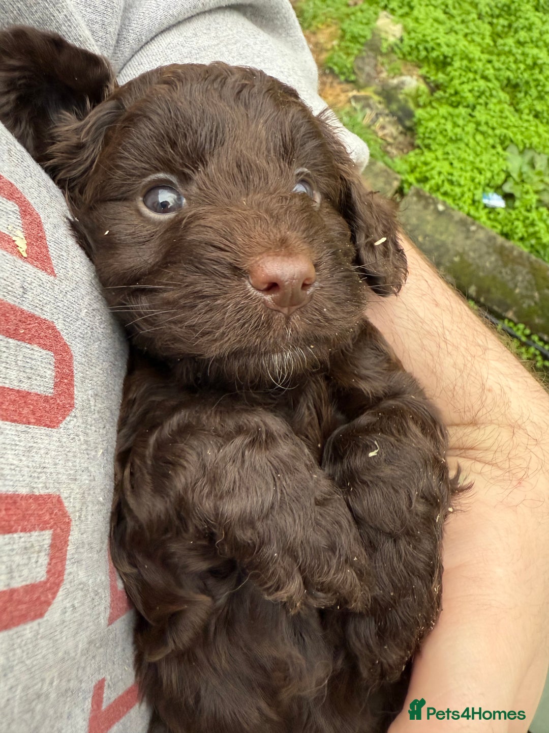 Cockapoo dogs for sale: Stunning toy size F1 cockapoo puppies - Image 11