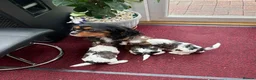 Mixed Breed dogs for sale: F1 Lhasaliers , all girls 💫 - Advert 3
