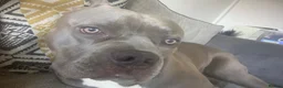 Mixed Breed dogs for stud: Big chiefo - Advert 3
