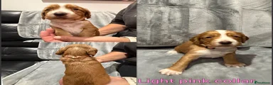 Light pink collar 