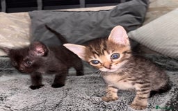 Mixed Breed cats for sale: 7 Gorgeous mixed kittens - Image 14