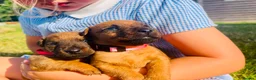 Lakeland Terrier dogs for sale: Lakeland Terrier Pups in Shrewsbury - Advert 3