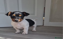 Jack Russell dogs for sale: 2 full jack russells boys - Image 5