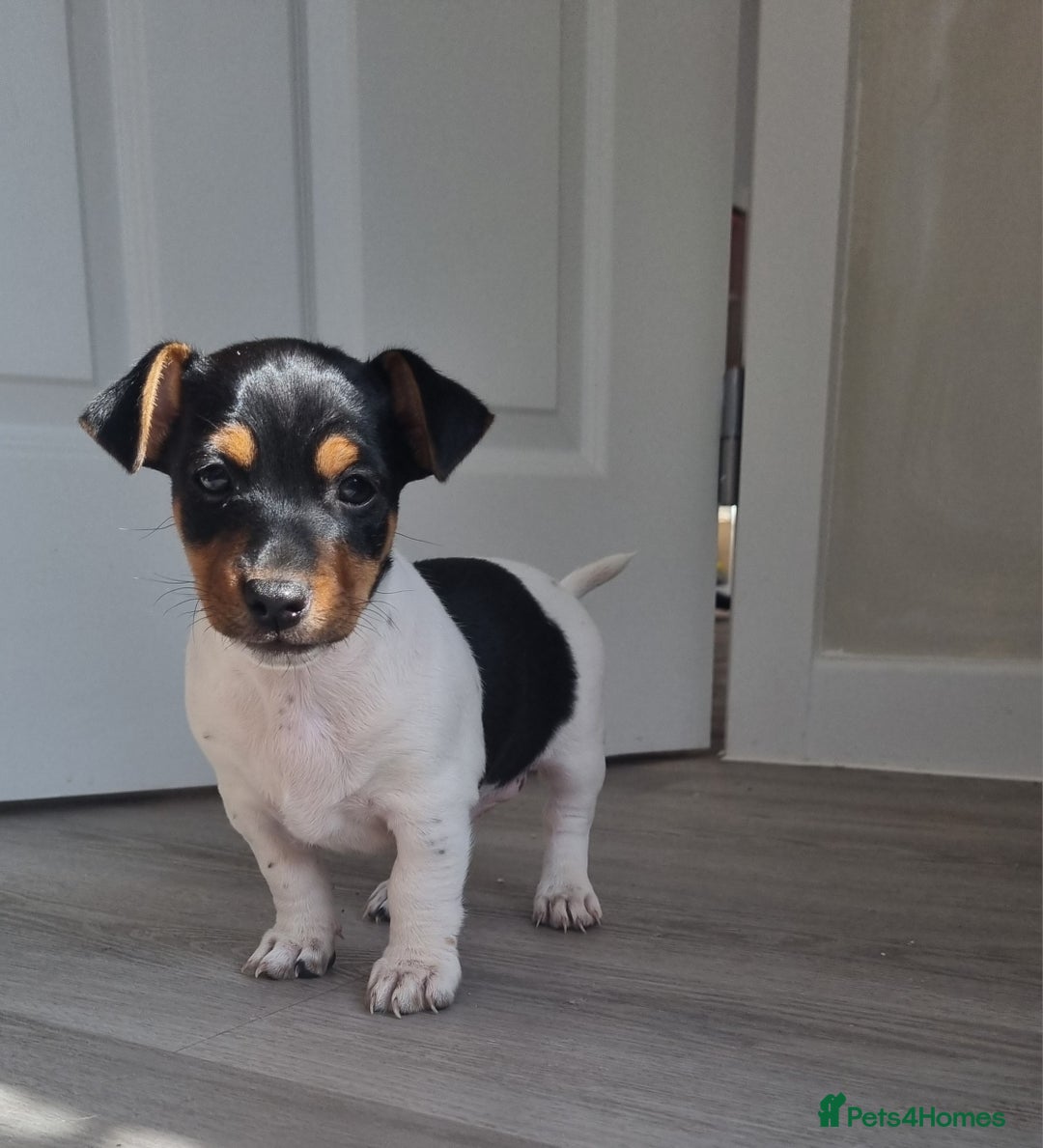 Jack Russell dogs for sale: 2 full jack russells boys - Image 5