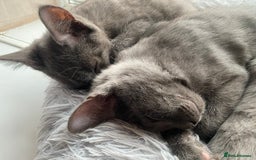 Maine Coon cats for sale: Maine coon x bengal kittens  - Image 2