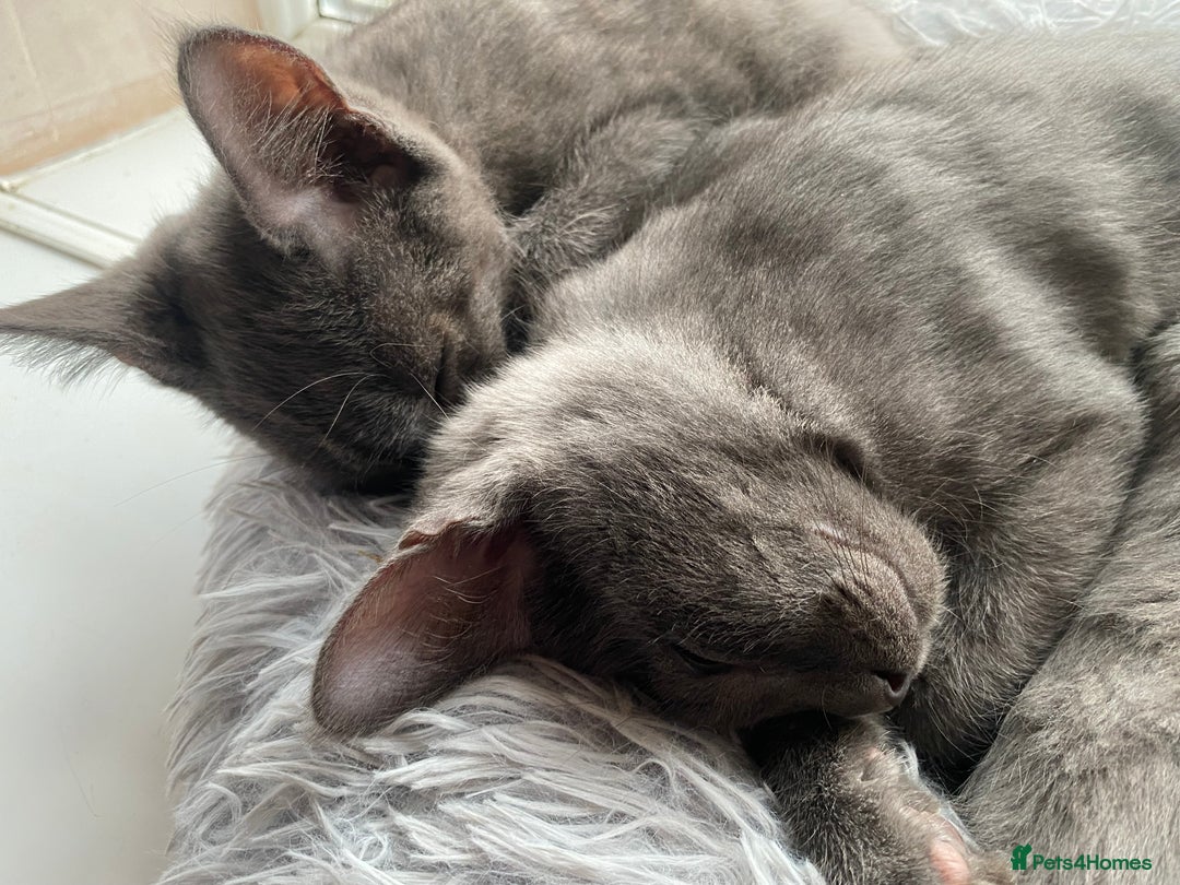 Maine Coon cats for sale: Maine coon x bengal kittens  - Image 2