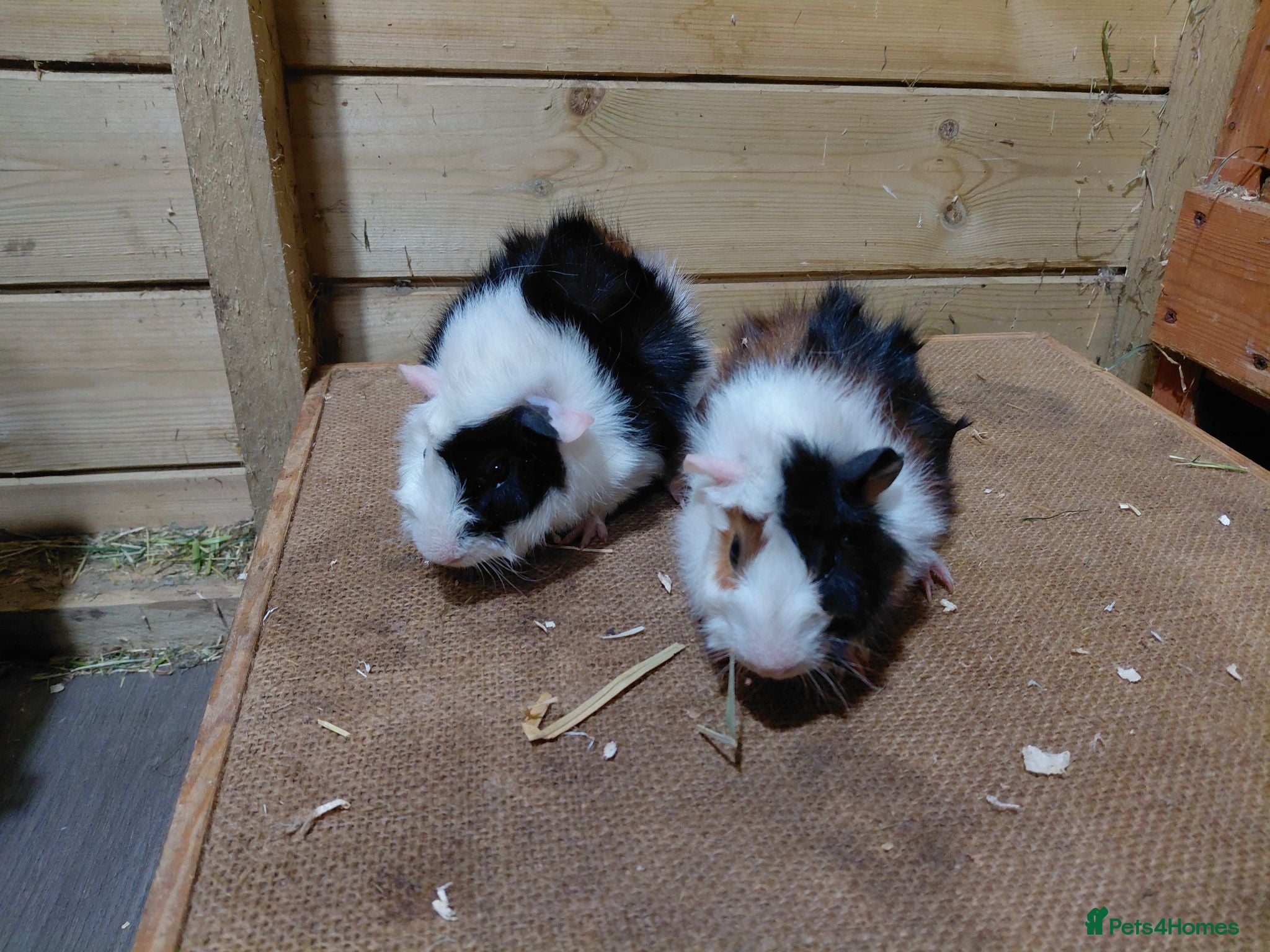 Guinea Pig rodents Baby guinea-pigs  - Advert 6