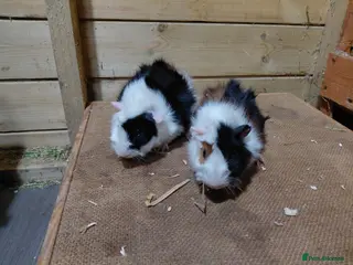 Guinea Pig rodents Baby guinea-pigs - Advert 6