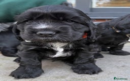 Cocker Spaniel dogs for sale: Show cocker spaniel  - Advert 13