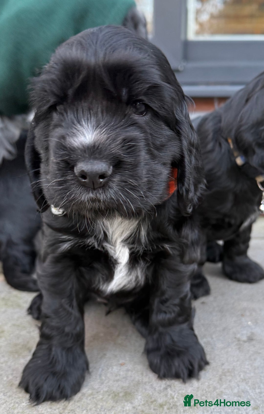 Cocker Spaniel dogs for sale: Show cocker spaniel  - Advert 13