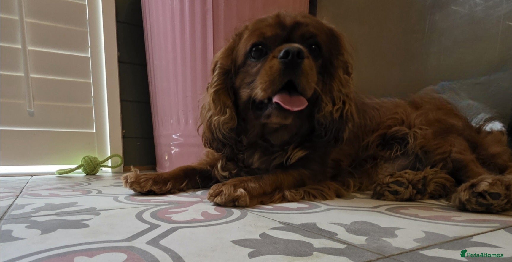 Cavalier King Charles Spaniel dogs 2 year old ruby cavalier King Charles Spaniel  - Advert 2
