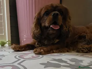 Cavalier King Charles Spaniel dogs 2 year old ruby cavalier King Charles Spaniel - Advert 2