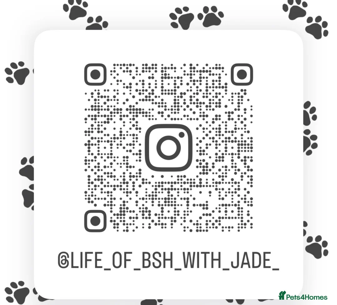 British Shorthair cats for sale: GCCF BSH beautiful chunky female  - Advert 5