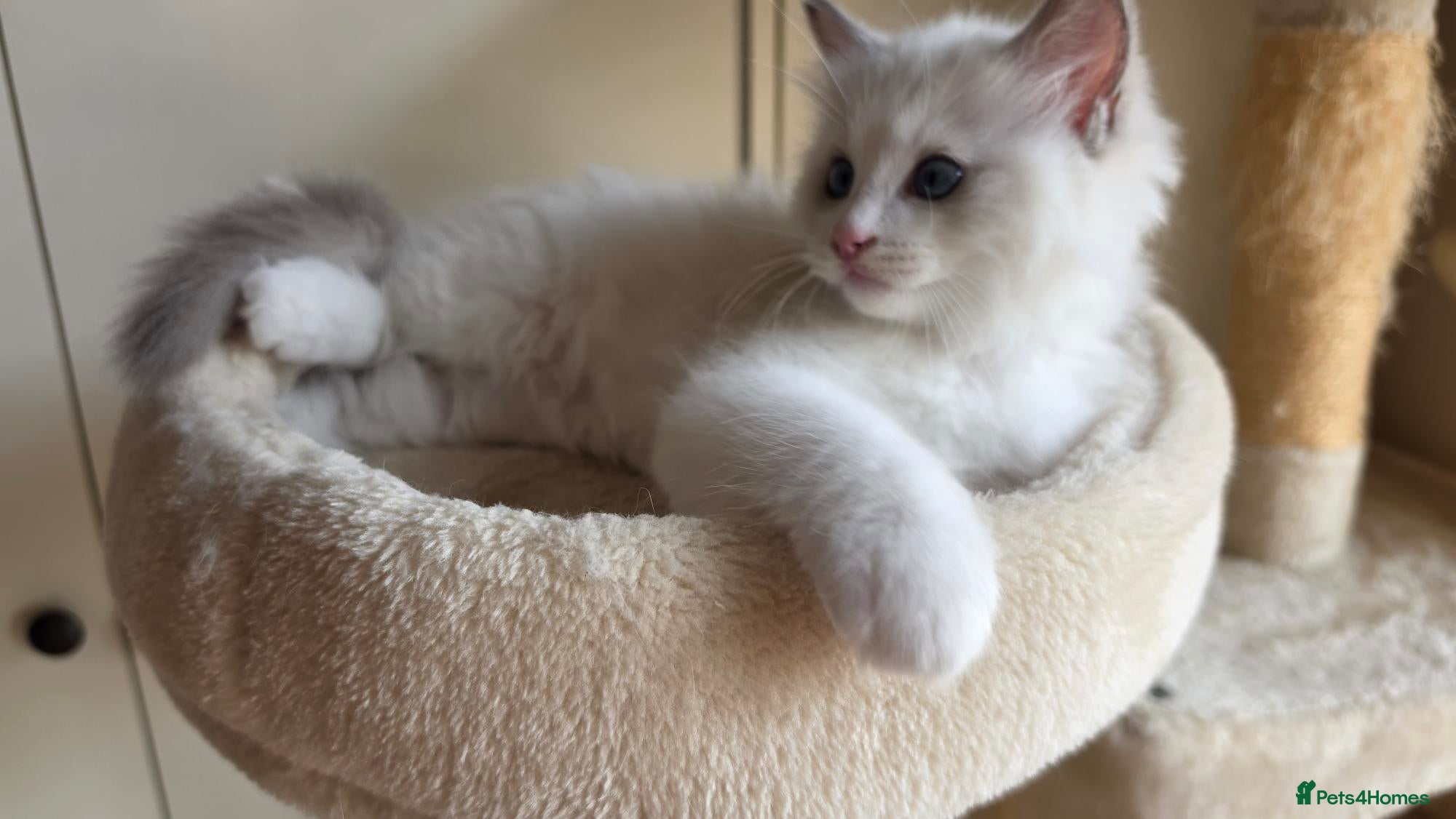 Ragdoll cats 🐾 Beautiful Blue Bi-Colour Ragdoll Kittens 🐾 - Advert 2