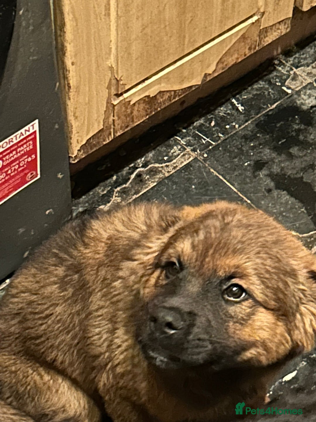 Mixed Breed dogs for sale: Rottweiler x Akita  mastiff pups - Advert 27