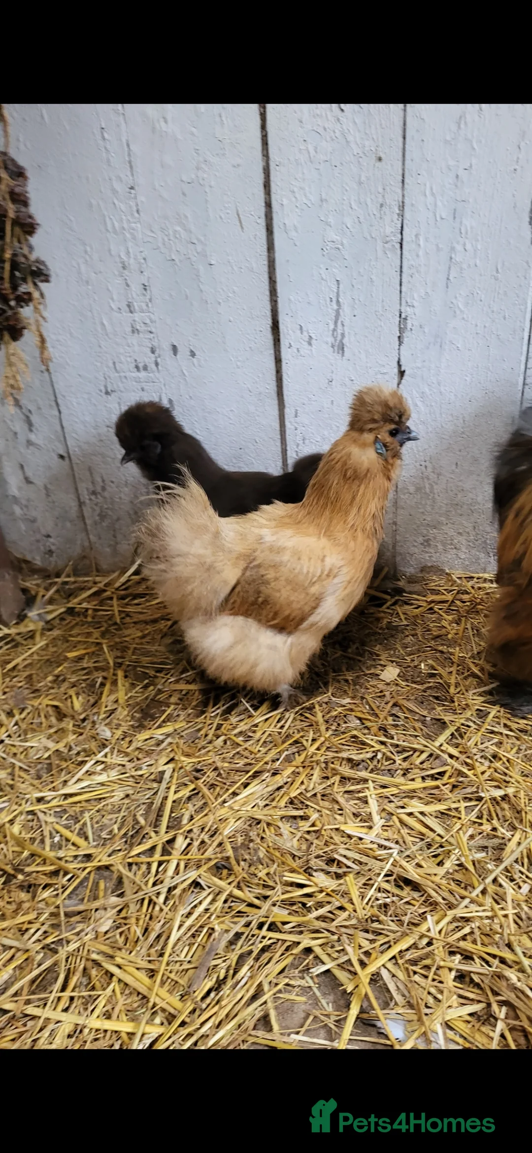 Chickens poultry for sale: Silkie cockeral and hens - Advert 2