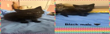 Mixed Breed 2
