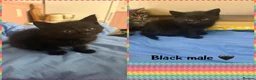 Mixed Breed cats for sale: Litter of 5 kittens looking for forever homes🐈‍⬛ in Strathaven - Advert 4