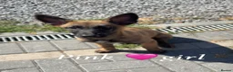 Belgian Shepherd Dog dogs for sale: 2 girls left  Belgian Malinois Puppies  - Advert 2