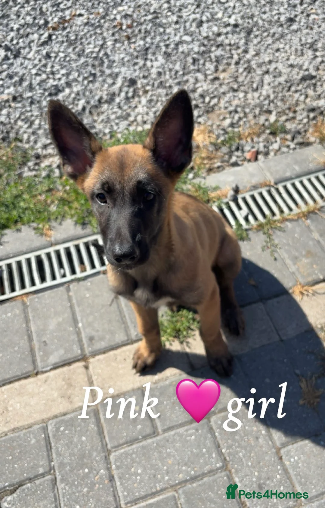Belgian Shepherd Dog dogs for sale: 2 girls left  Belgian Malinois Puppies  - Advert 2