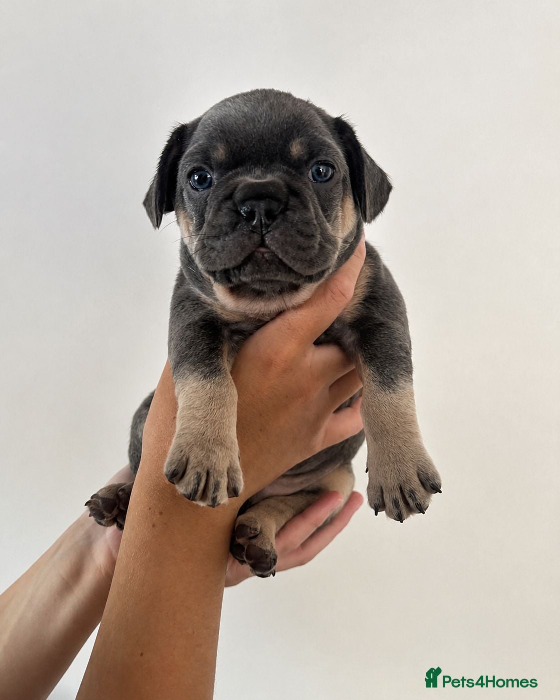 French Bulldog dogs Exceptional KC French Bulldog Puppies - Advert 1