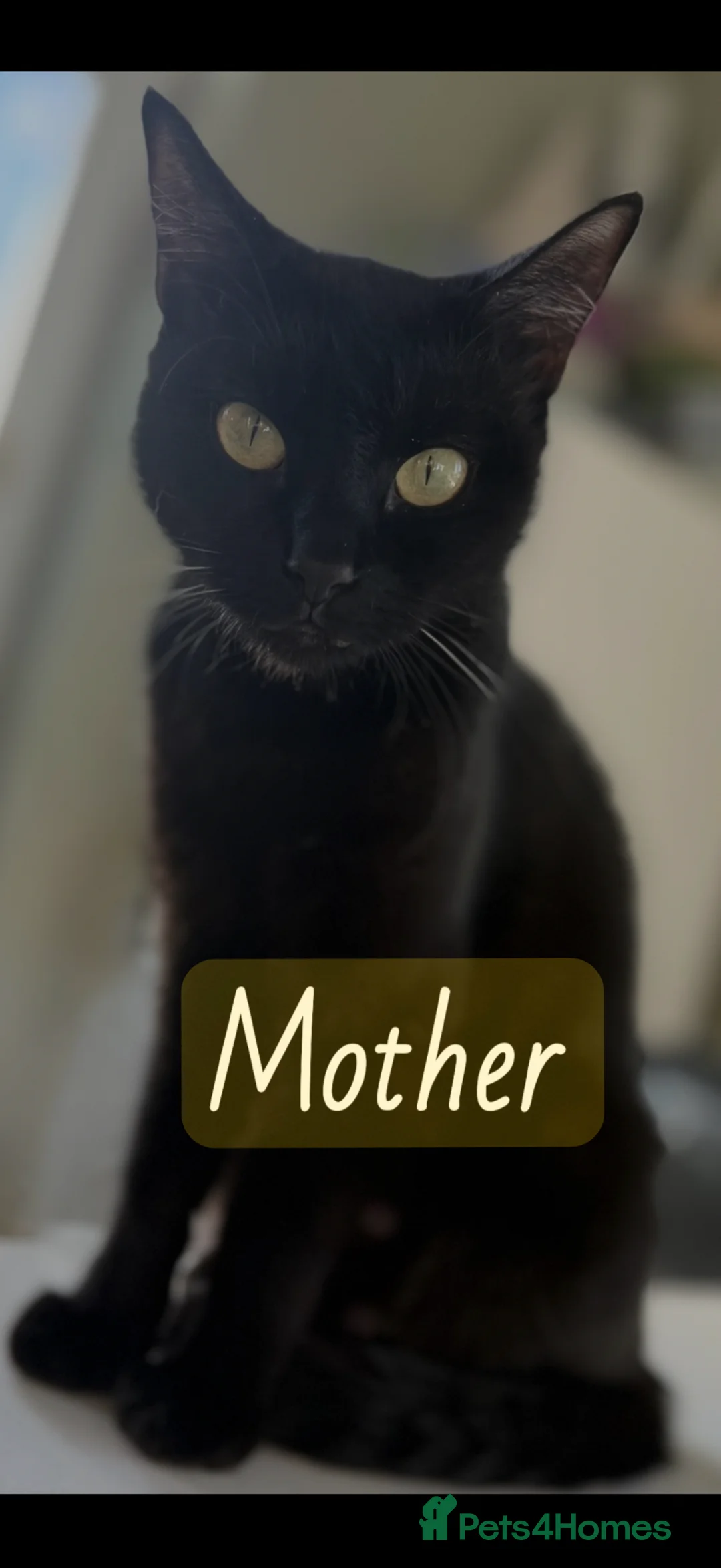 Mixed Breed cats for sale: Mixed kittens  in Stockport - Advert 17